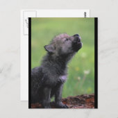 Baby Wolf Howls Briefkaart (Voorkant / Achterkant)