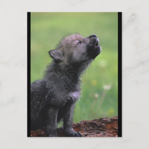 Baby Wolf Howls Briefkaart