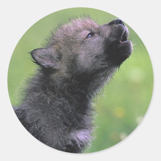 Baby Wolf Howls Ronde Sticker (Voorkant)