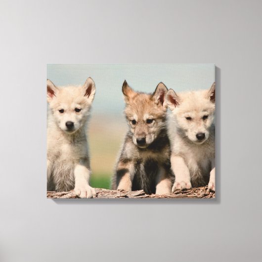 Baby Wolven Canvas Afdruk (Voorkant)