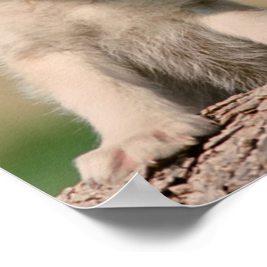 Baby Wolven Poster (Hoek)