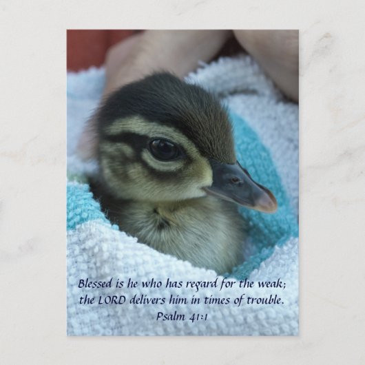 Baby Wood Duck Briefkaart (Voorkant)