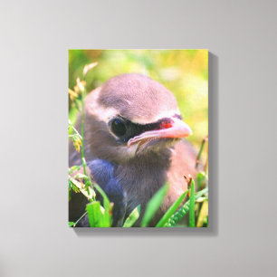 Baby Yellow Cedar Waxwing jonge vogel Canvas Afdruk