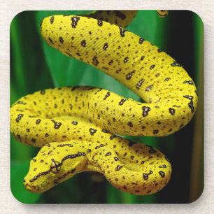 Baby Yellow Phase Green Tree Python Snake Bier Onderzetter
