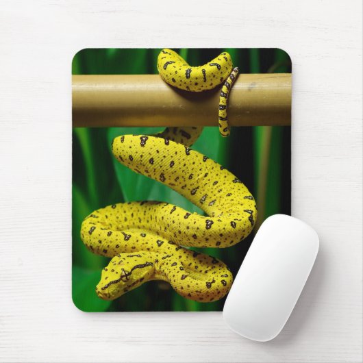 Baby Yellow Phase Green Tree Python Snake Muismat (Met muis)