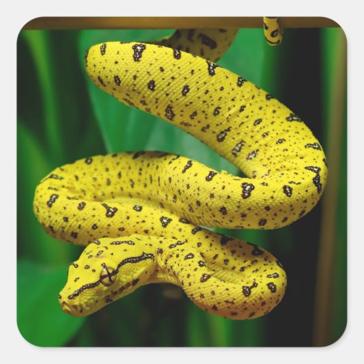 Baby Yellow Phase Green Tree Python Snake Vierkante Sticker (Voorkant)