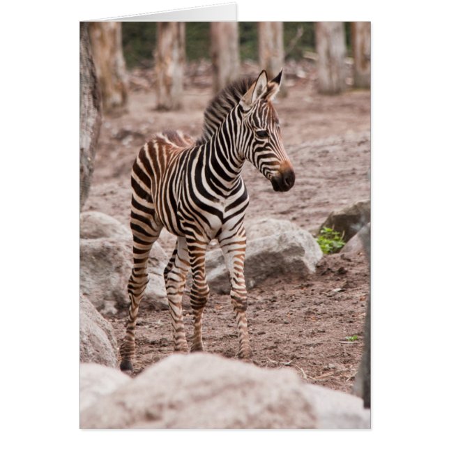 Baby zebra (Voorkant)