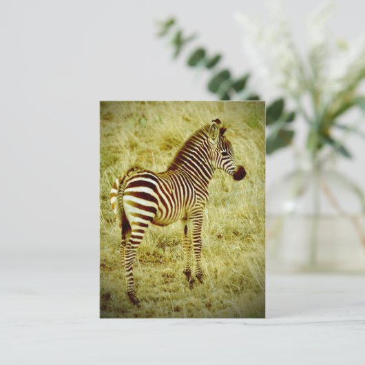 Baby Zebra Briefkaart (Staand voorkant)