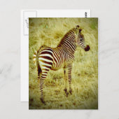Baby Zebra Briefkaart (Voorkant / Achterkant)