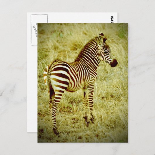 Baby Zebra Briefkaart (Voorkant / Achterkant)