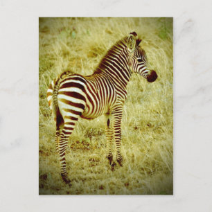 Baby Zebra Briefkaart