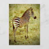 Baby Zebra Briefkaart (Voorkant)