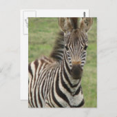 Baby Zebra Briefkaart (Voorkant / Achterkant)