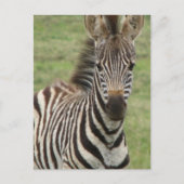 Baby Zebra Briefkaart (Voorkant)