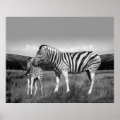Baby Zebra en moeder Poster (Voorkant)