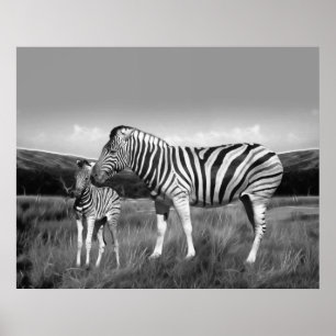 Baby Zebra en moeder Poster
