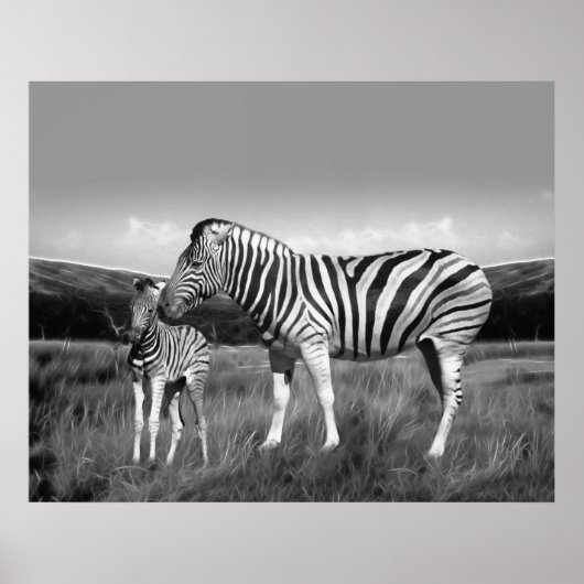 Baby Zebra en moeder Poster (Voorkant)