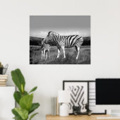 Baby Zebra en moeder Poster (Thuiskantoor)