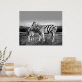 Baby Zebra en moeder Poster (Keuken)