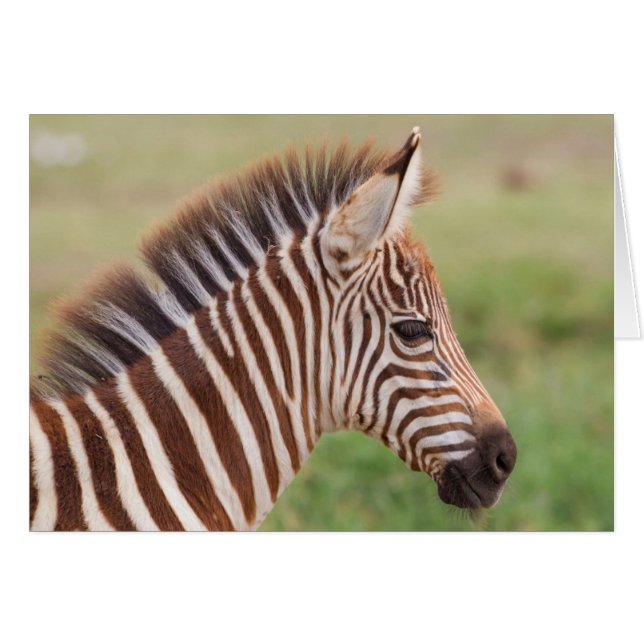 Baby zebra hoofd, Tanzania (Voorkant Horizontaal)