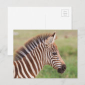 Baby zebra hoofd, Tanzania Briefkaart (Voorkant / Achterkant)