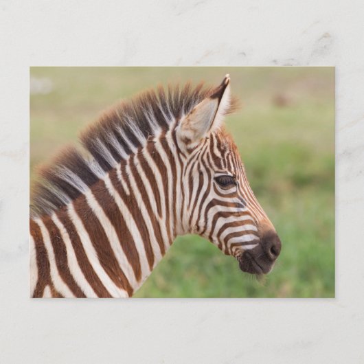 Baby zebra hoofd, Tanzania Briefkaart (Voorkant)