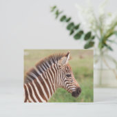 Baby zebra hoofd, Tanzania Briefkaart (Staand voorkant)