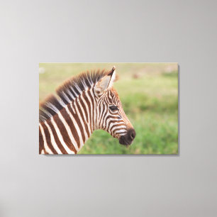 Baby zebra hoofd, Tanzania Canvas Afdruk