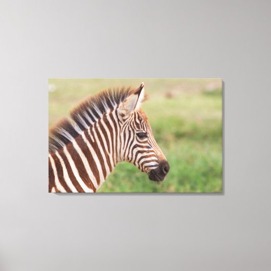 Baby zebra hoofd, Tanzania Canvas Afdruk (Voorkant)