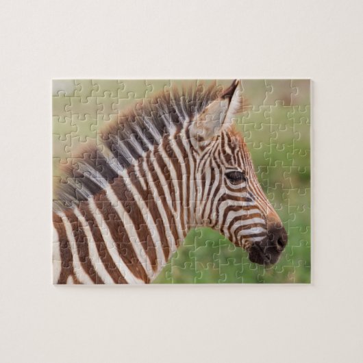 Baby zebra hoofd, Tanzania Legpuzzel (Horizontaal)