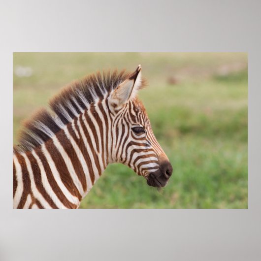 Baby zebra hoofd, Tanzania Poster (Voorkant)