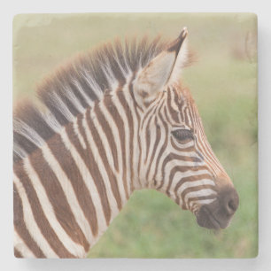 Baby zebra hoofd, Tanzania Stenen Onderzetter