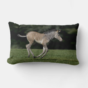 Baby Zebra Kussen