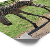 Baby Zebra Poster (Hoek)