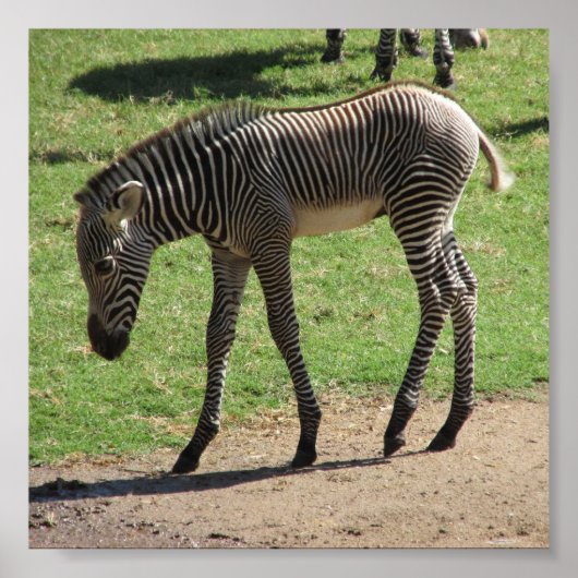 Baby Zebra Poster (Voorkant)