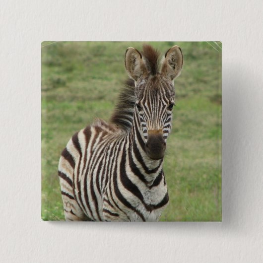 Baby Zebra Square Pin Vierkante Button 5,1 Cm (Voorkant)