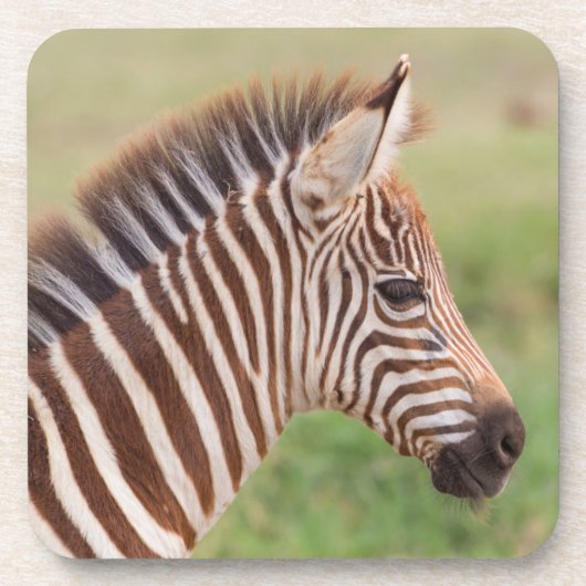 Baby zebra, Tanzania Bier Onderzetter (Voorkant)