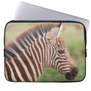 Baby zebra, Tanzania Laptop Sleeve