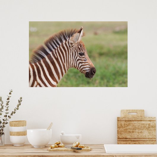 Baby zebra, Tanzania Poster (Keuken)
