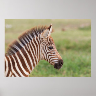 Baby zebra, Tanzania Poster