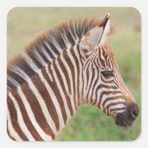 Baby zebra, Tanzania Vierkante Sticker