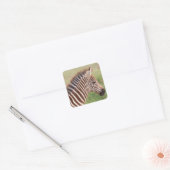 Baby zebra, Tanzania Vierkante Sticker (Envelop)
