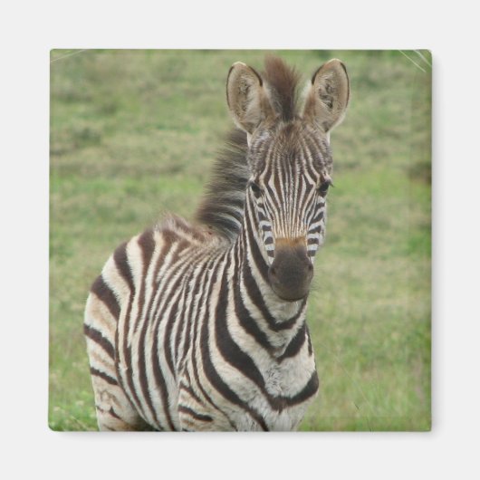 Baby Zebra vierkante magneet (Voorkant)
