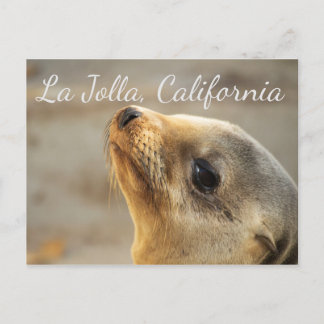 Baby Zee Lion, La Jolla California Briefkaart