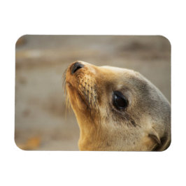 Baby Zee Lionzijde Magneet