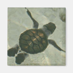 Baby Zee schildpad naar Zee Magneet