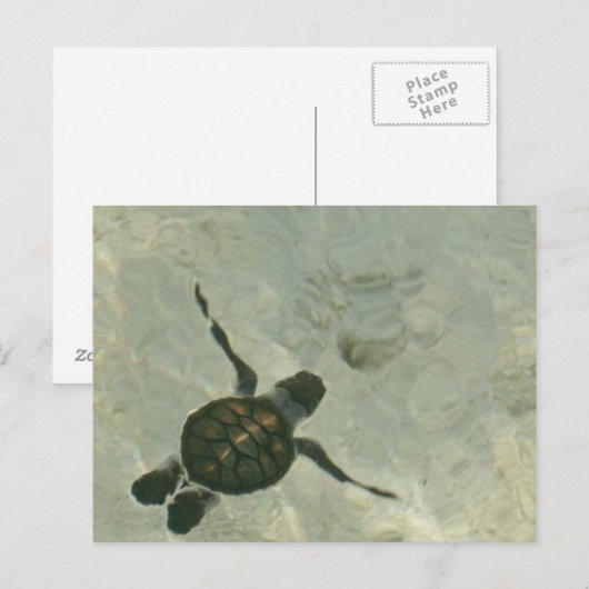 Baby Zee schildpad zwemmen naar Zee Briefkaart (Voorkant / Achterkant)