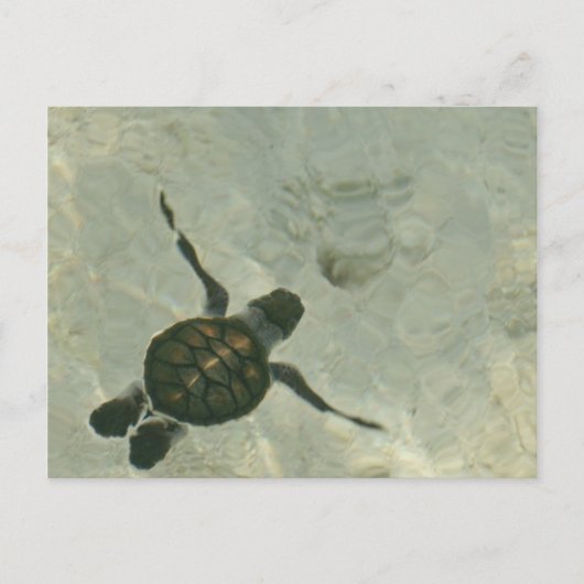 Baby Zee schildpad zwemmen naar Zee Briefkaart (Voorkant)