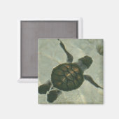 Baby Zee schildpad zwemmen naar Zee Magneet (Voorkant / Achterkant)