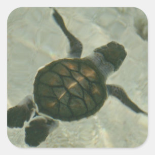 Baby Zee schildpad zwemmen naar Zee Vierkante Sticker